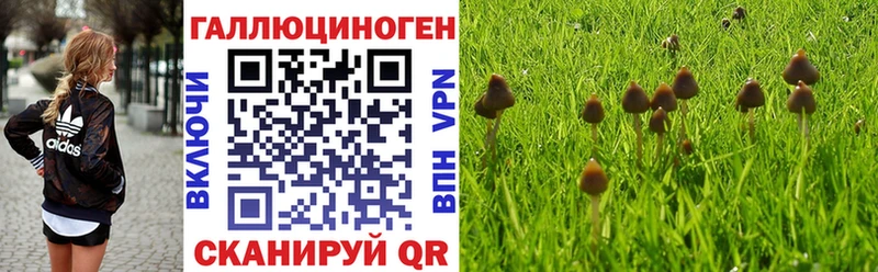 Купить закладки  Щёлкино  Псилоцибиновые грибы Magic Shrooms 